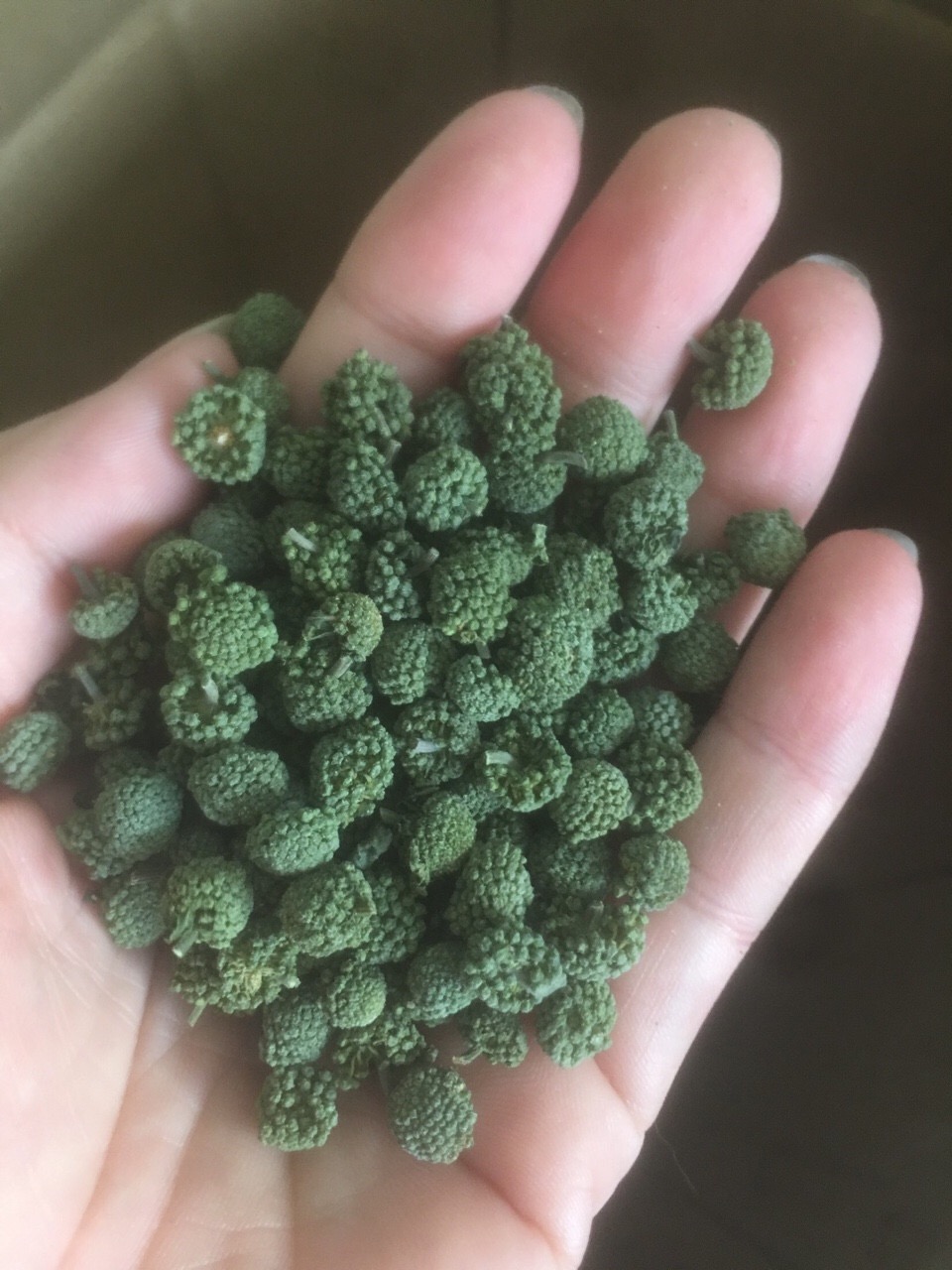 500G Trà Nụ Tam Thất Hảo Hạng