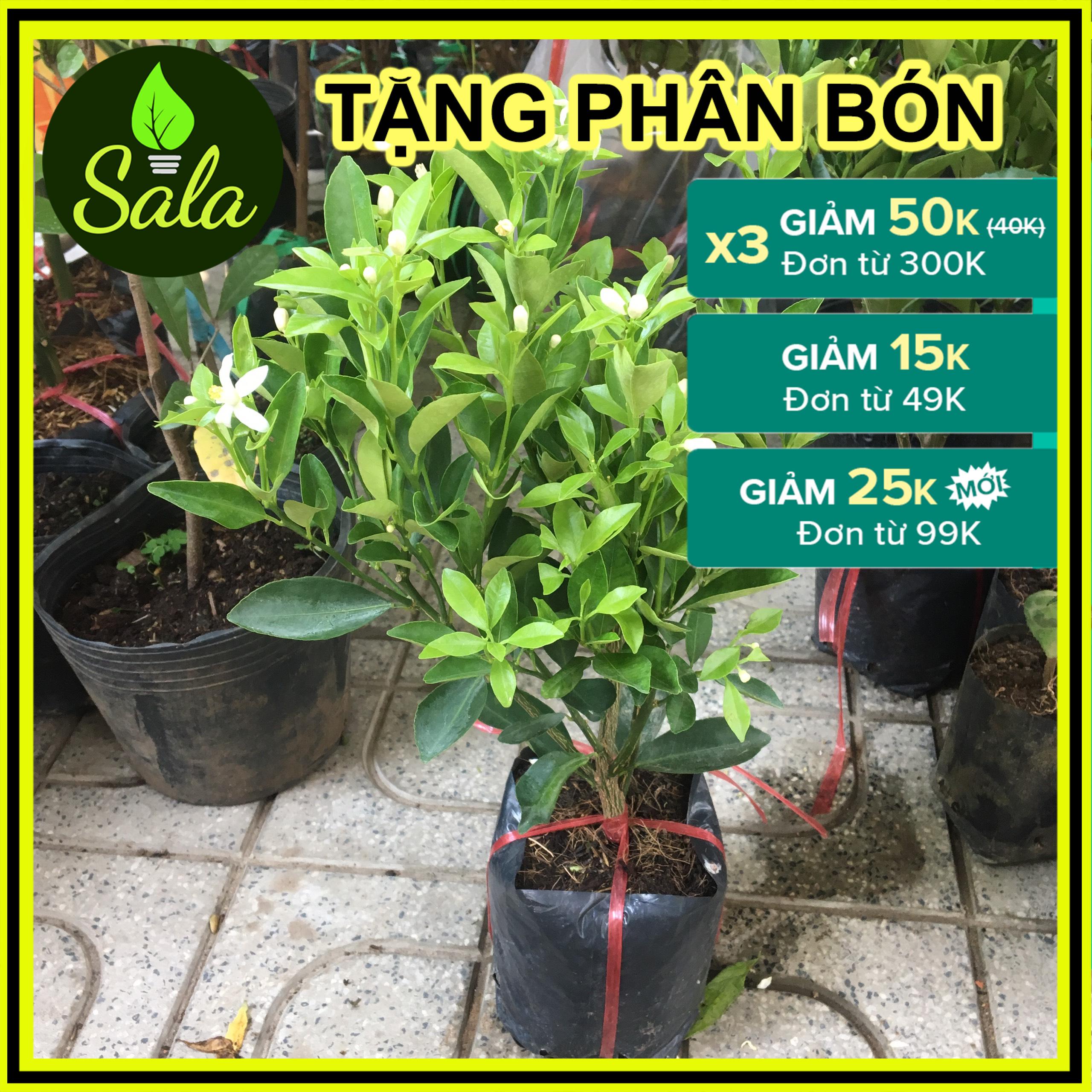 CÂY HẠNH - CÂY QUẤT - CÂY TẮC