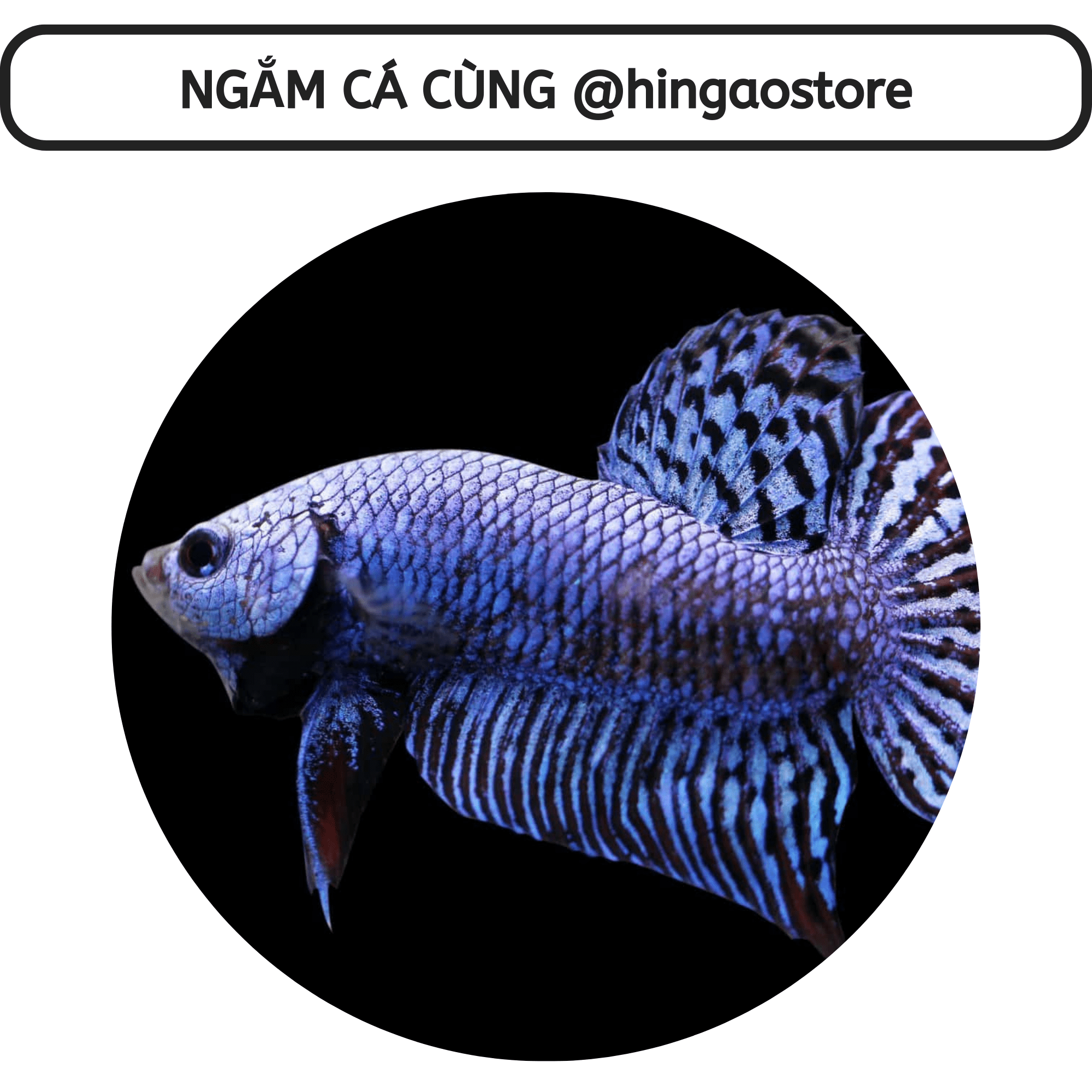 Dung dịch Super One dưỡng cá - ship cá | Hingaostore.