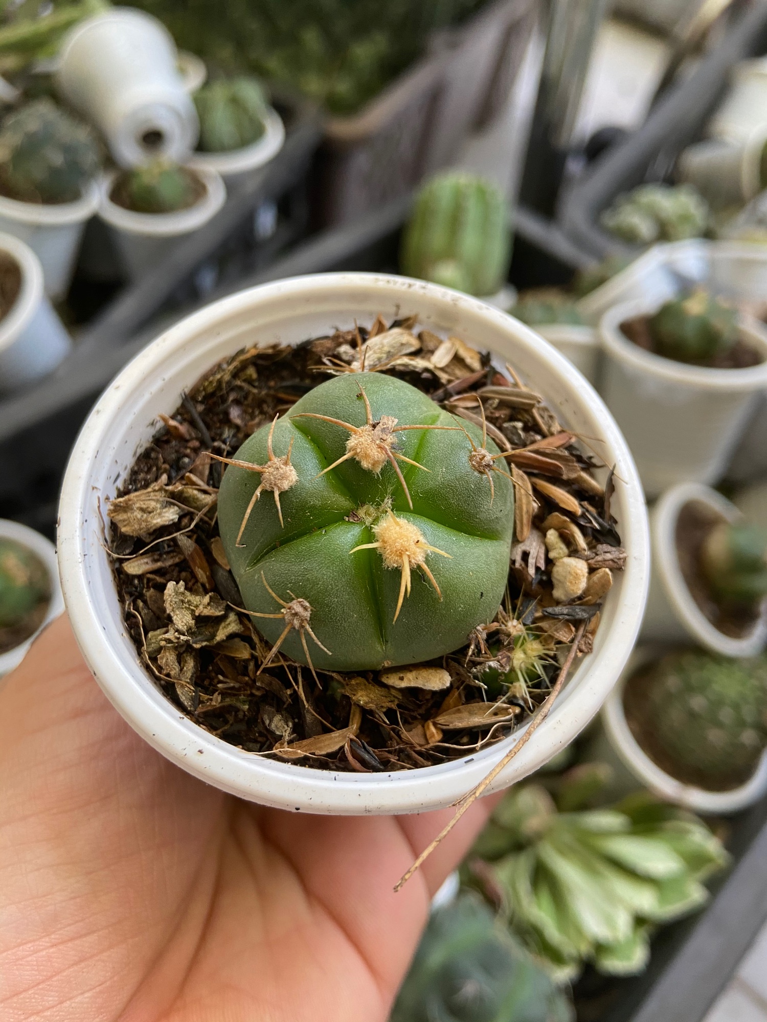 Xương Rồng Bánh Bao