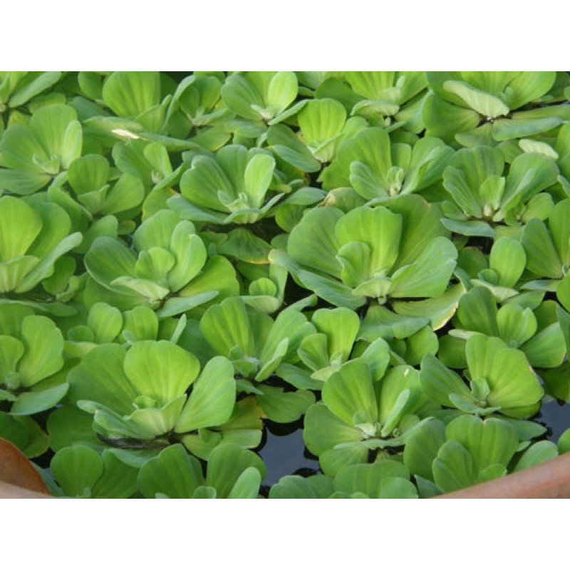 BÈO CÁI TO, bèo tai tượng (phù bình)
