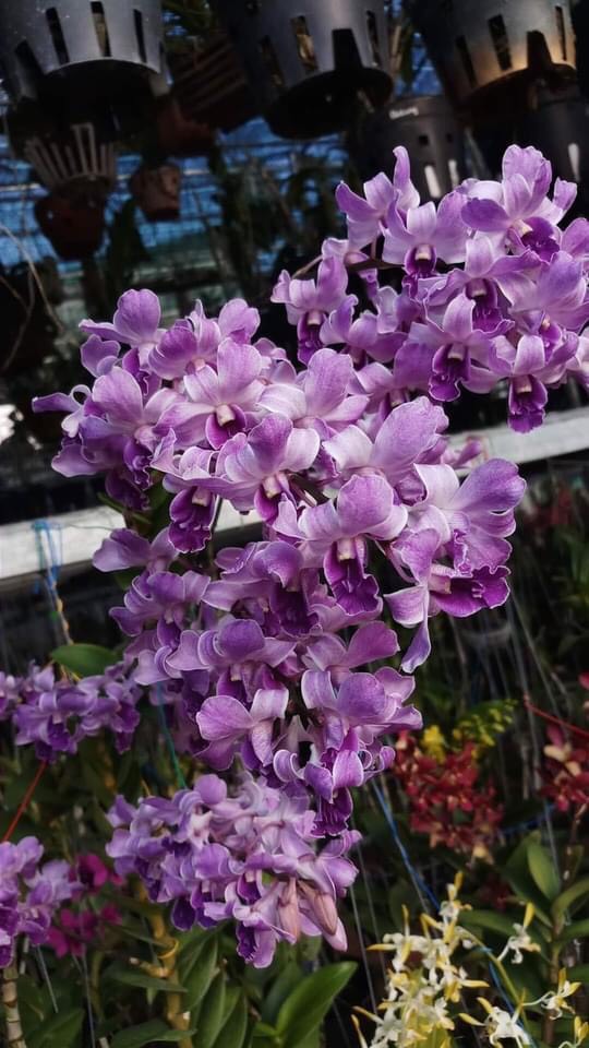 Hoa lan denro tím huế