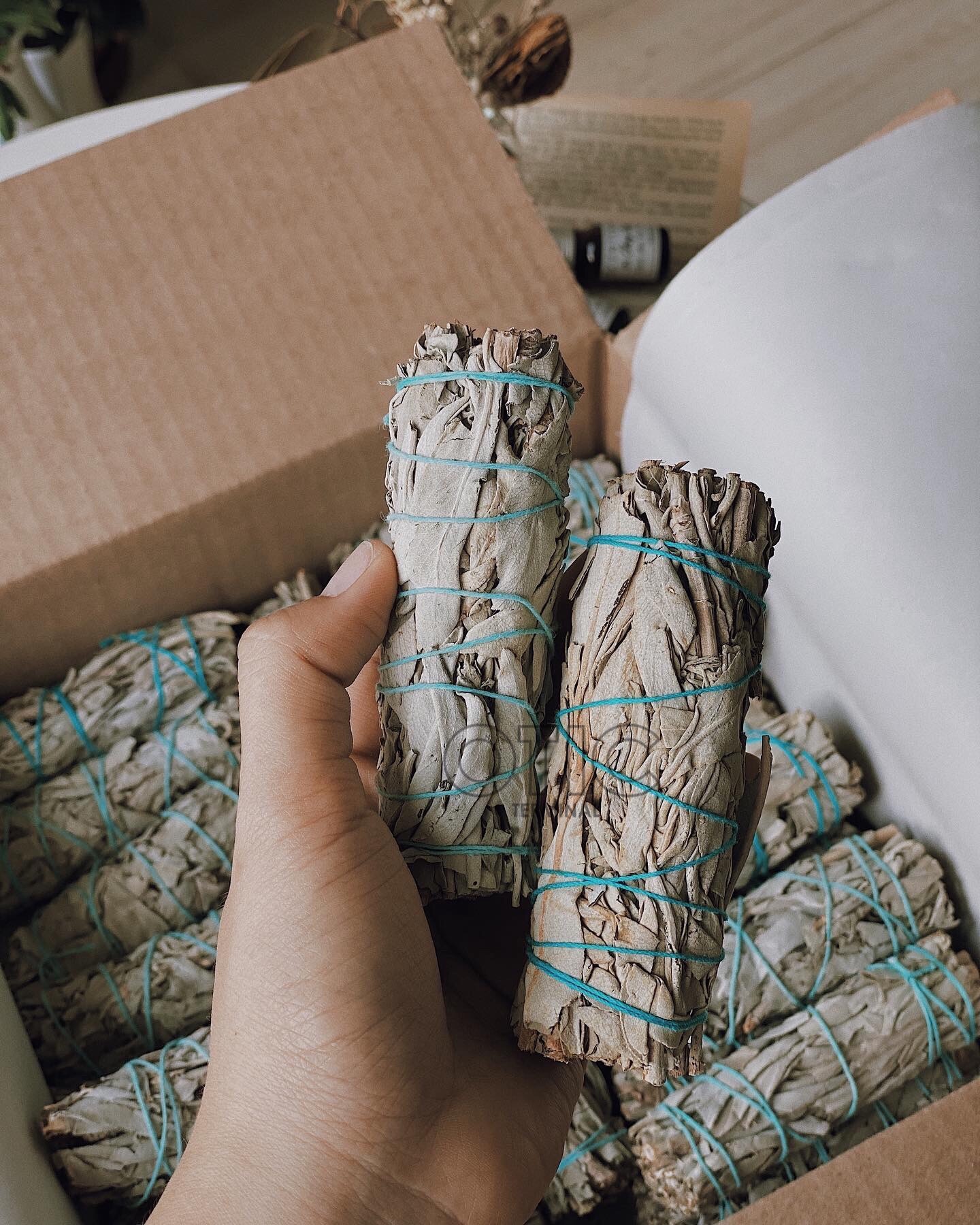 [HCM]Bó Xô Thơm Trắng (White Sage)