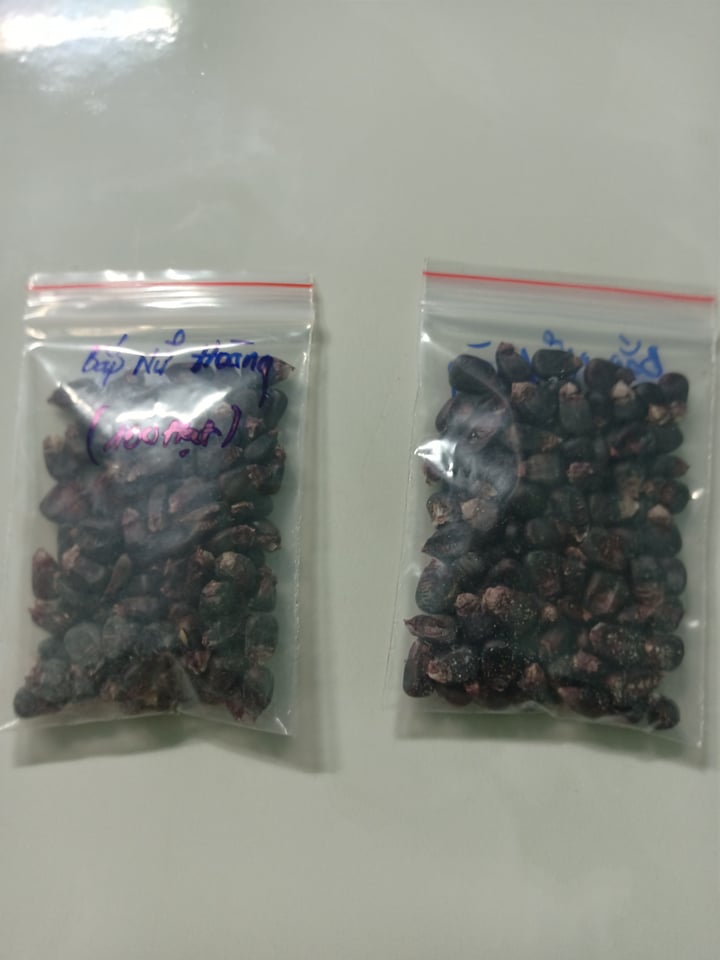Hạt giống bắp nữ hoàng f1 ,(100 hạt/50k )