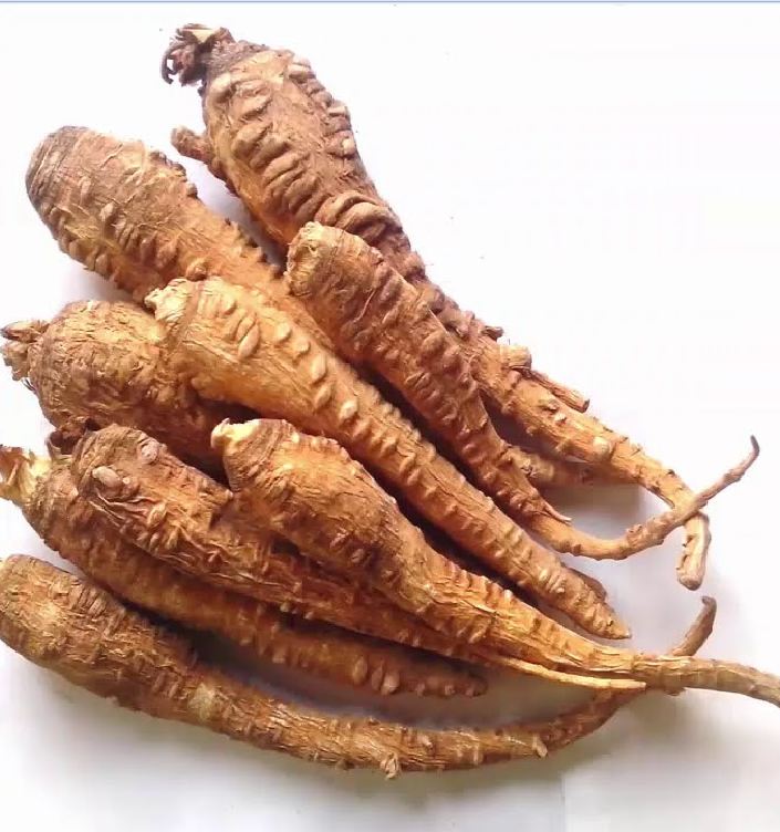 Hạt giống Bạch chỉ -cây dược liệu - 50 hạt/gói