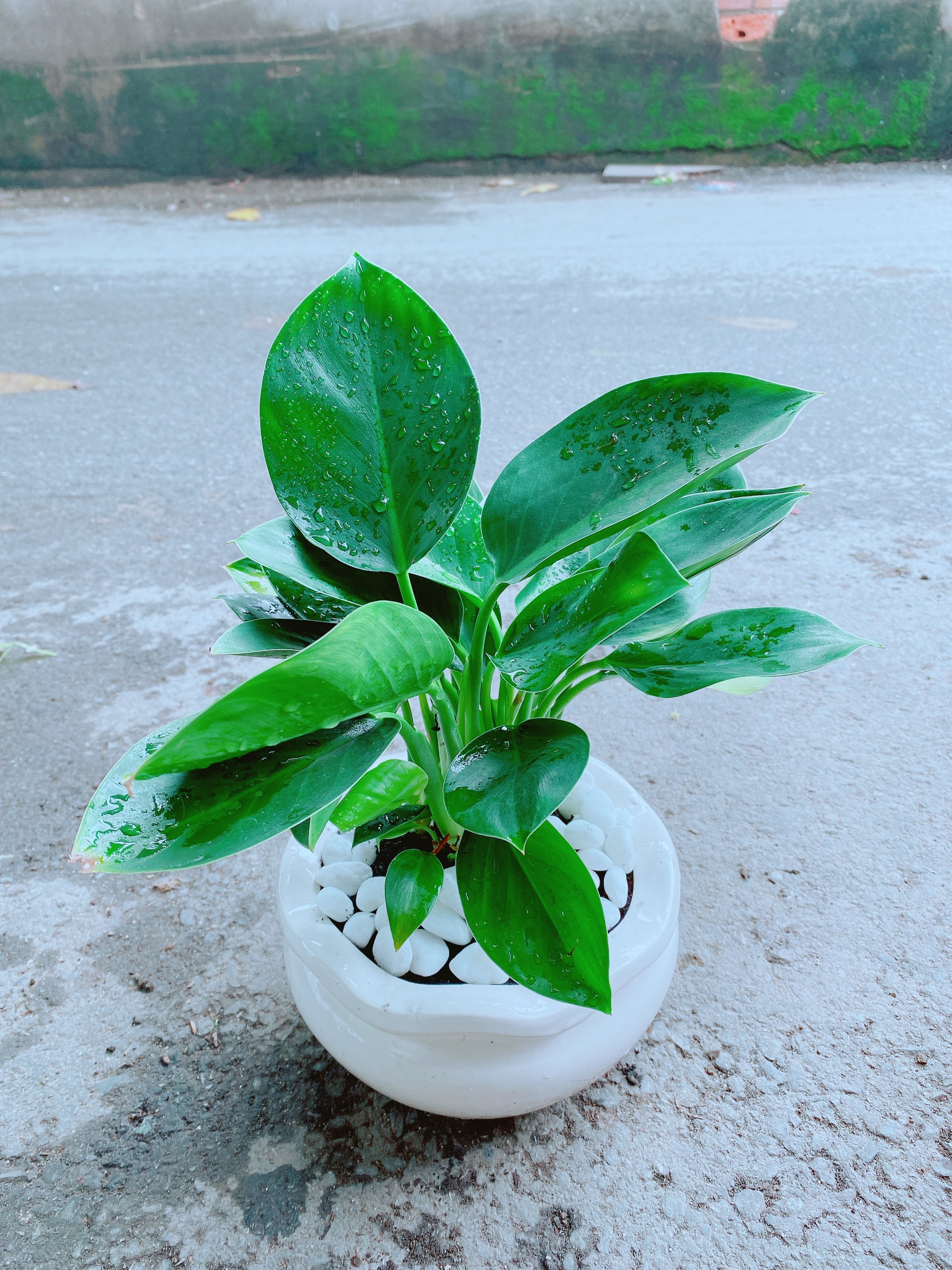 Chậu Trầu Bà Đế Vương
