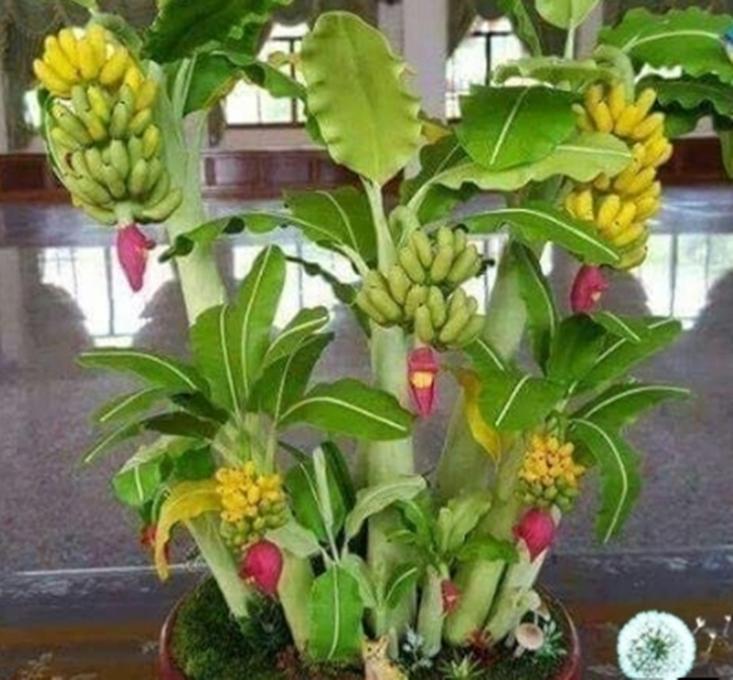Hạt giống Chuối cảnh - Giống sai quả