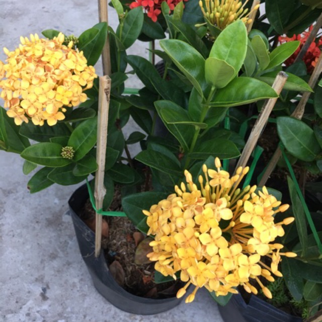 HOA MẪU ĐƠN MÀU VÀNG, bầu cây lớn, gửi đi nguyên bầu, hàng đang nụ hoặc sắp nụ