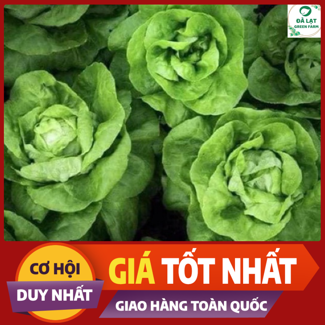2GR - HẠT GIỐNG XÀ LÁCH BÚP MỠ (ĐĂM)