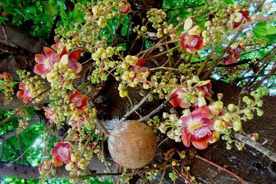 CÂY SALA ( CÂY NGỌC KỲ LÂN , CÂY ĐẦU LÂN ) GIỐNG