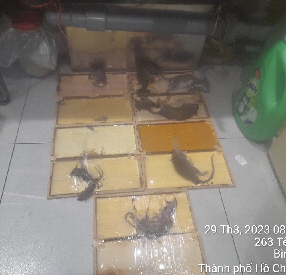 Keo dính chuột siêu dính ( Nhập khẩu Hàn Quốc ) - Hủ 800g