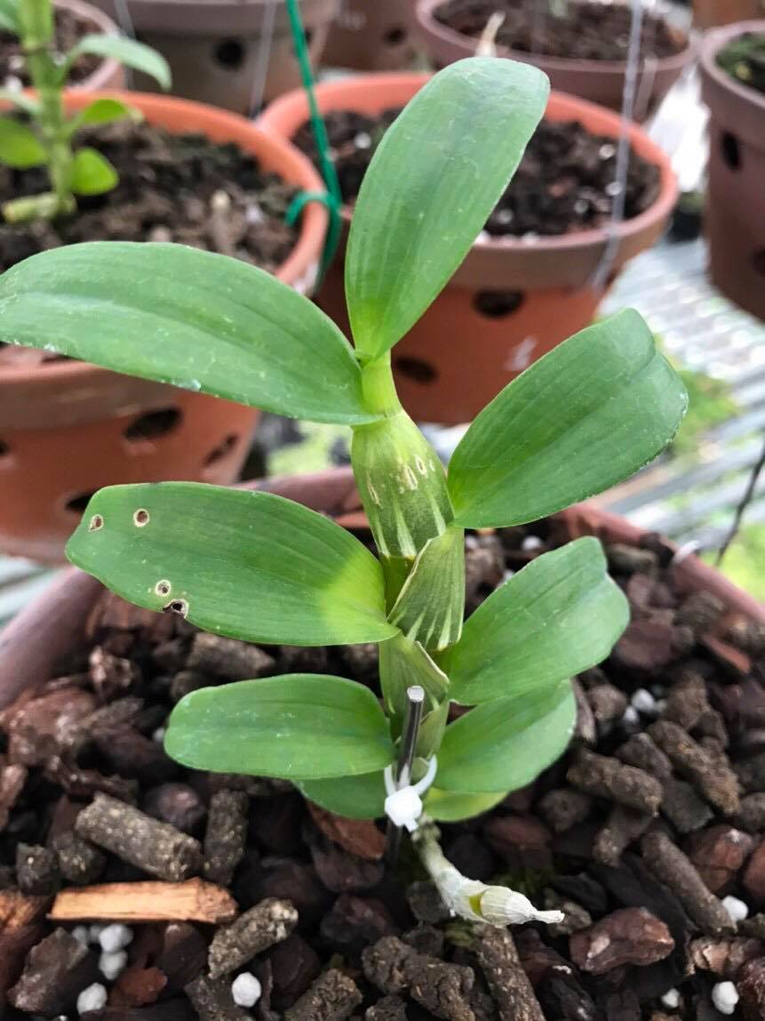 Hoa lan - 5ct bảo duy hàng gieo hạt( cao 15cm)
