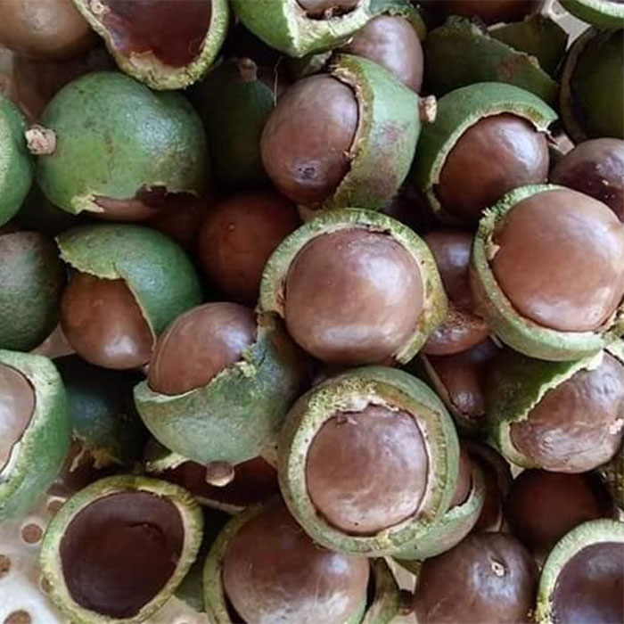 Hạt macca, Mắc Ca Tây Nguyên Sấy Nứt (Có Tặng Dụng Cụ Tách Vỏ)