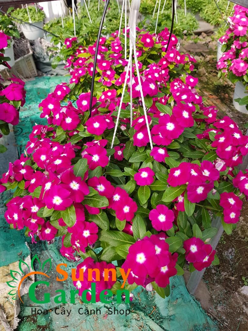 Chậu dừa cạn đứng mix màu - cây cảnh