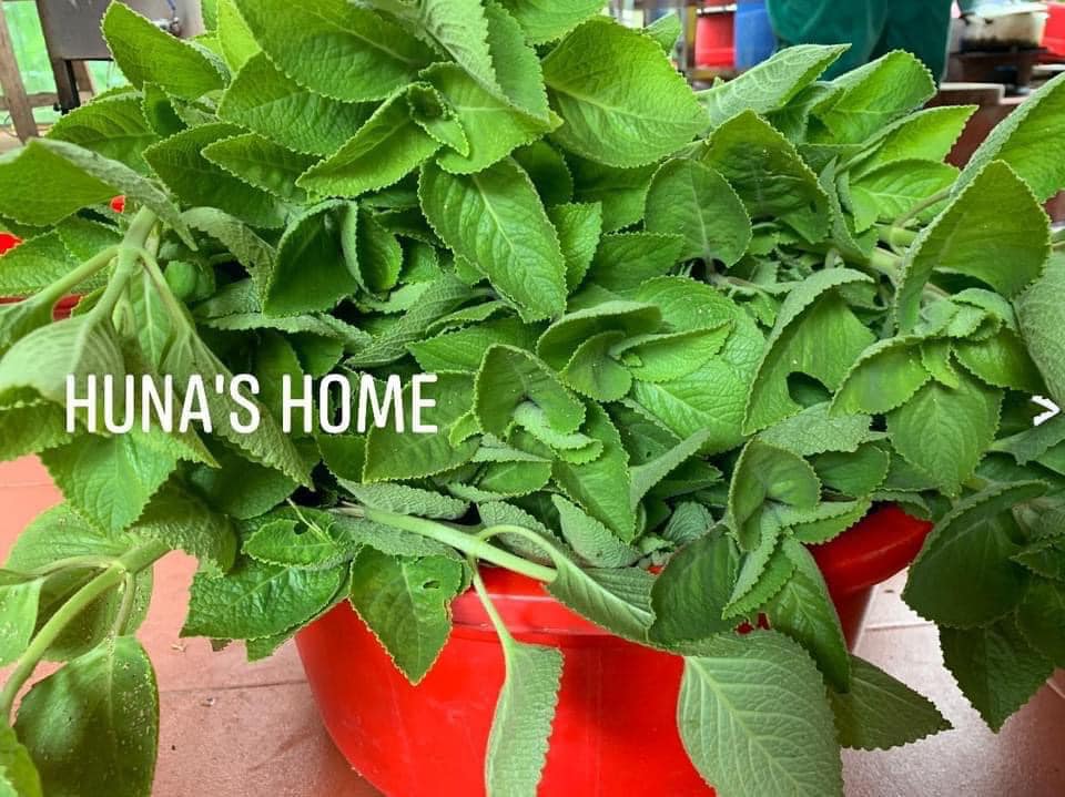 SIRO HO THẢO MỘC HUNA