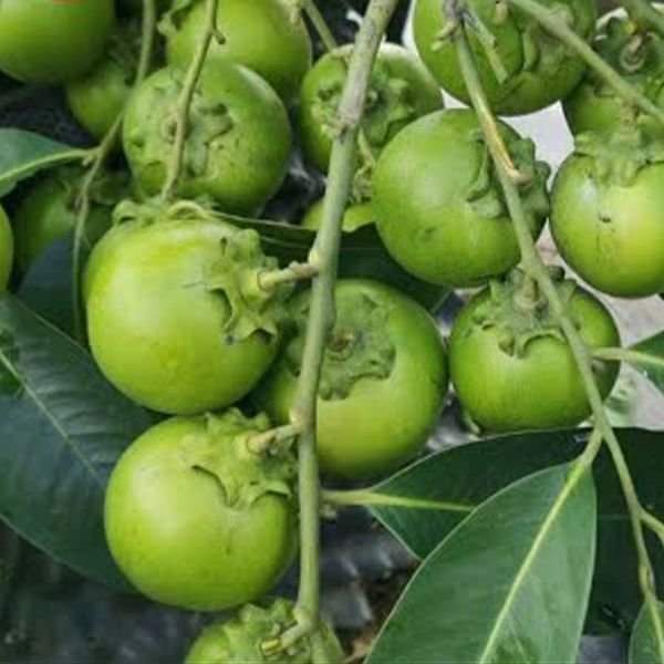 CÂY GIỐNG HỒNG ĐEN SOCOLA SIÊU SỚM (giao siêu nhanh cam kết chất lượng)