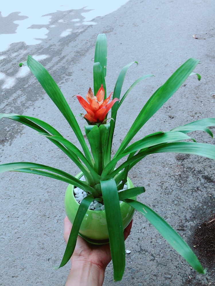 Cây Phong Lộc Hoa Chậu Sứ Xanh