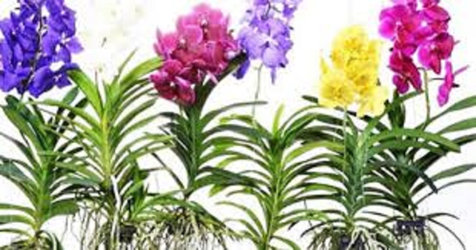 cây giống lan vanda, hàng nhập thái lan, đủ màu