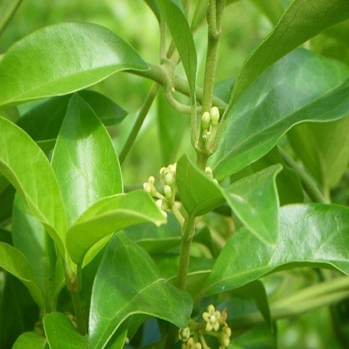 combo 3 cây thìa canh giống - 5670