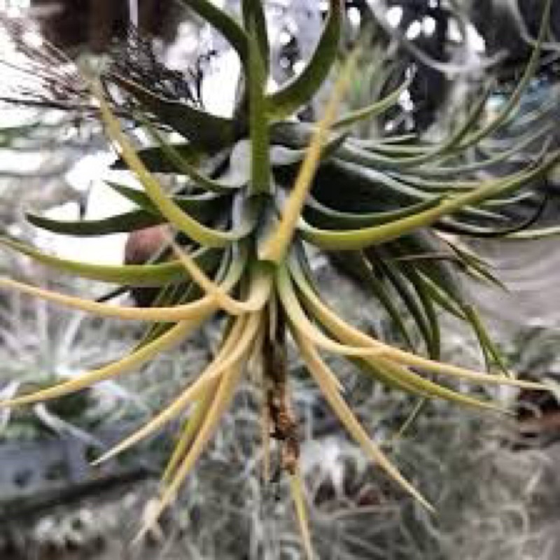 Cây Không Khí Tillandsia Ion Druid