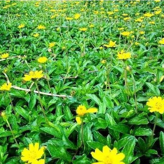1kg lá sài đất tươi khách đặt mới hái