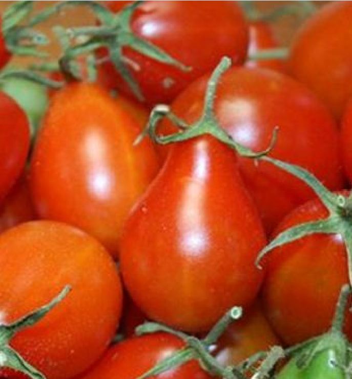 Hạt giống cà chua quả lê đỏ - Gói 30 Hạt