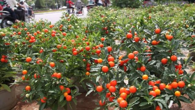 CÂY QUẤT NHẬT - SIÊU PHẨM CHƠI TẾT