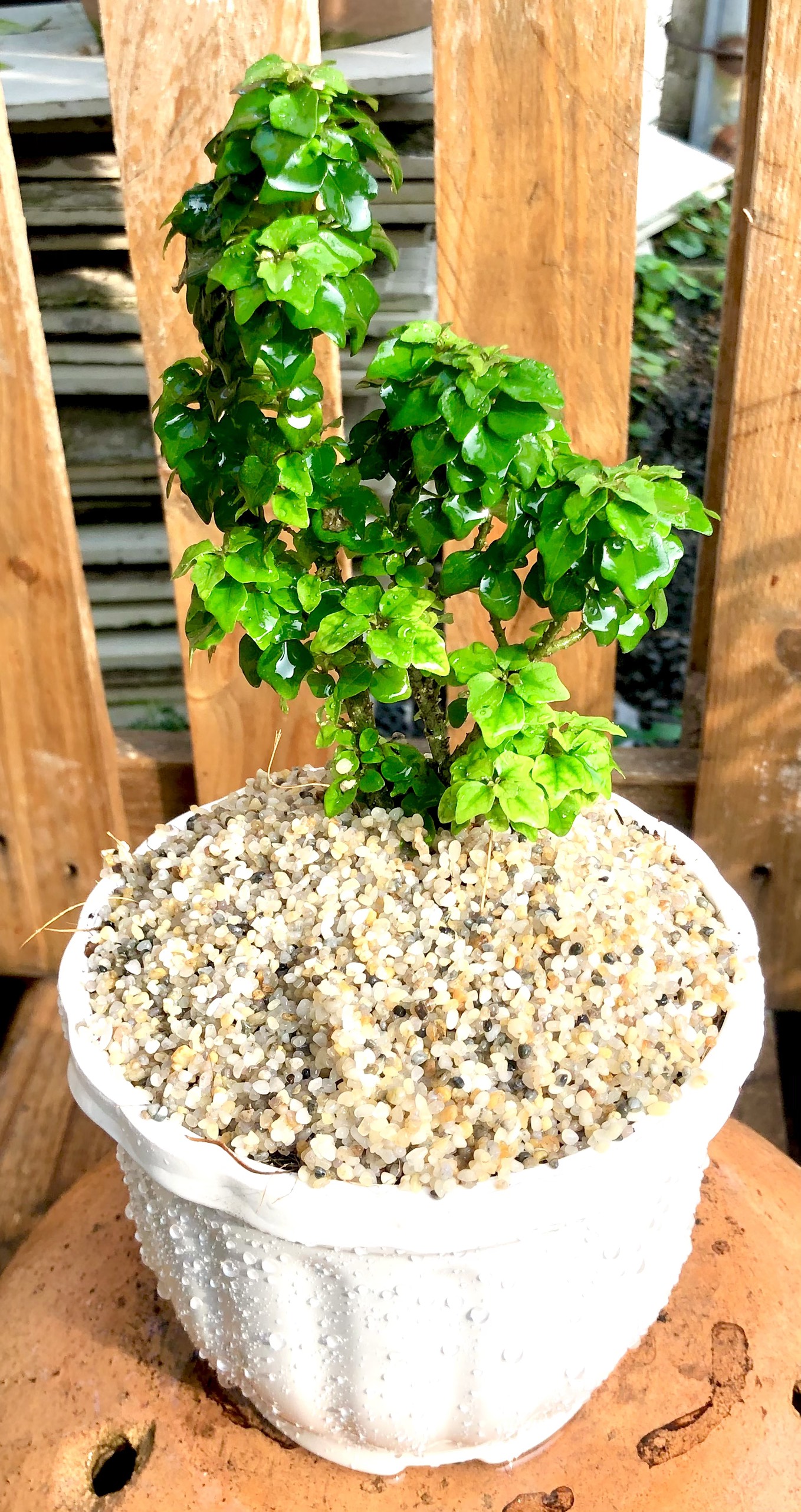 Chậu cây Tu Hú