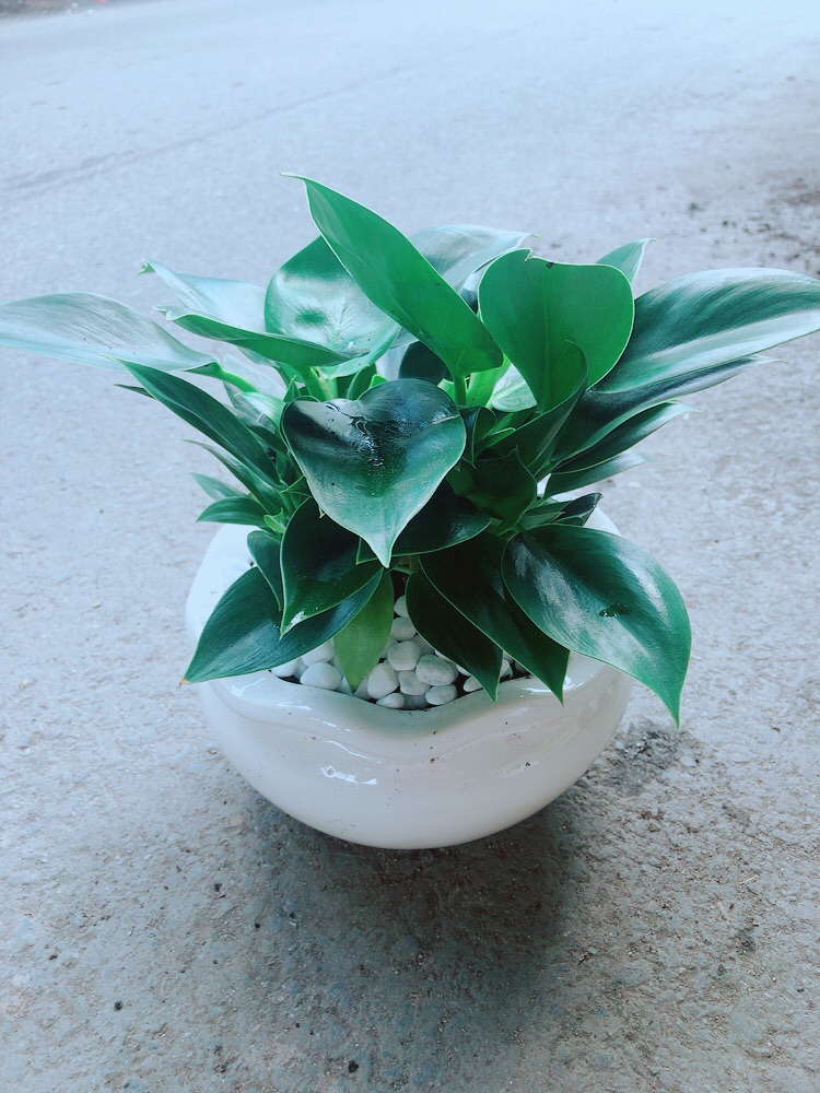 [HCM]Chậu Cây Trầu Bà Đế Vương