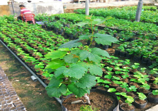 CÂY GIỐNG NHO HẠ ĐEN KHÔNG HẠT DK-01