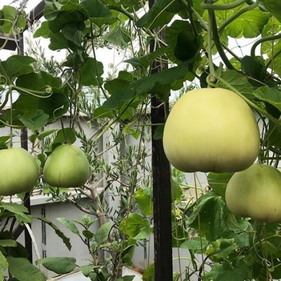 Hạt giống Dưa Lê Popoca (0,5g~35 hạt) trái siêu ngọt, thơm, chắc quả, trồng quanh năm- Hạt giống Rạng Đông