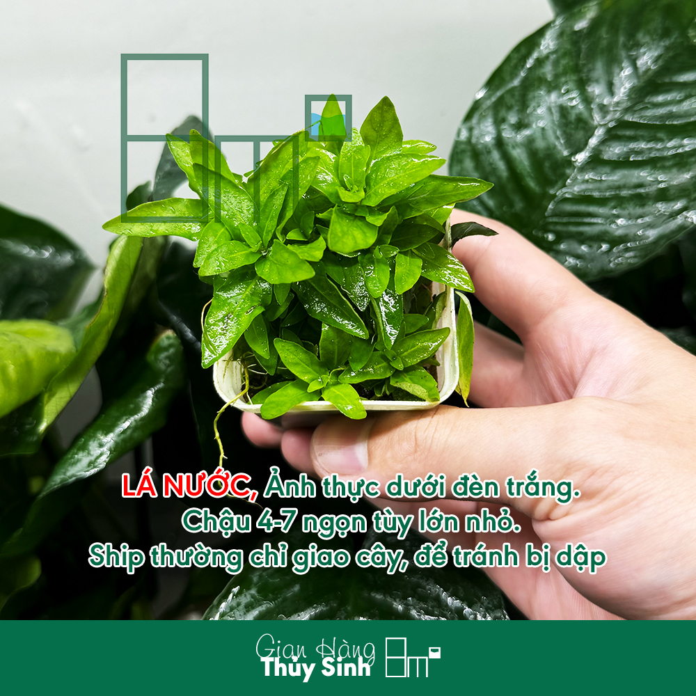 Cây rau răm thủy sinh, cây rau thơm thủy sinh tiền cảnh, cắt cắm | 8m2