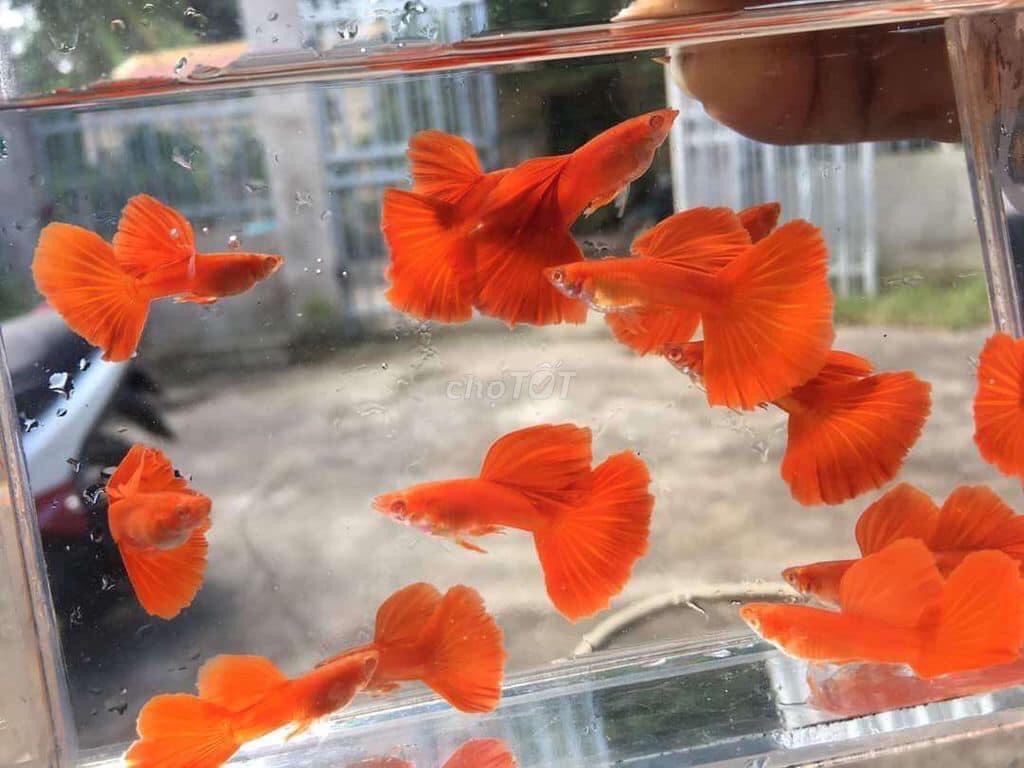 full red bds guppy siêu đỏ - trang trí hồ