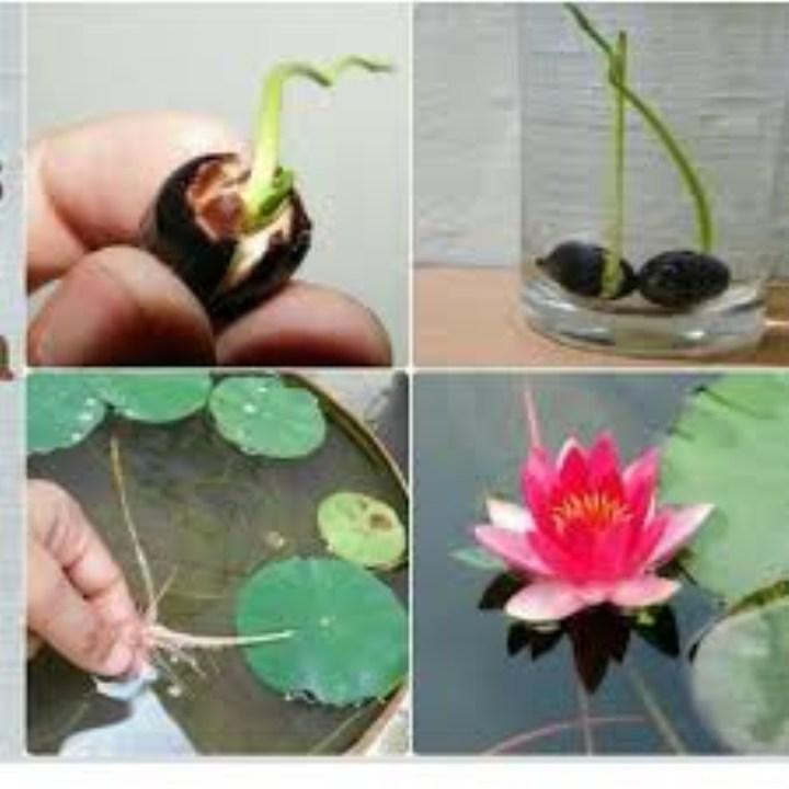 5 hạt giống sen nhật mini nhiều màu