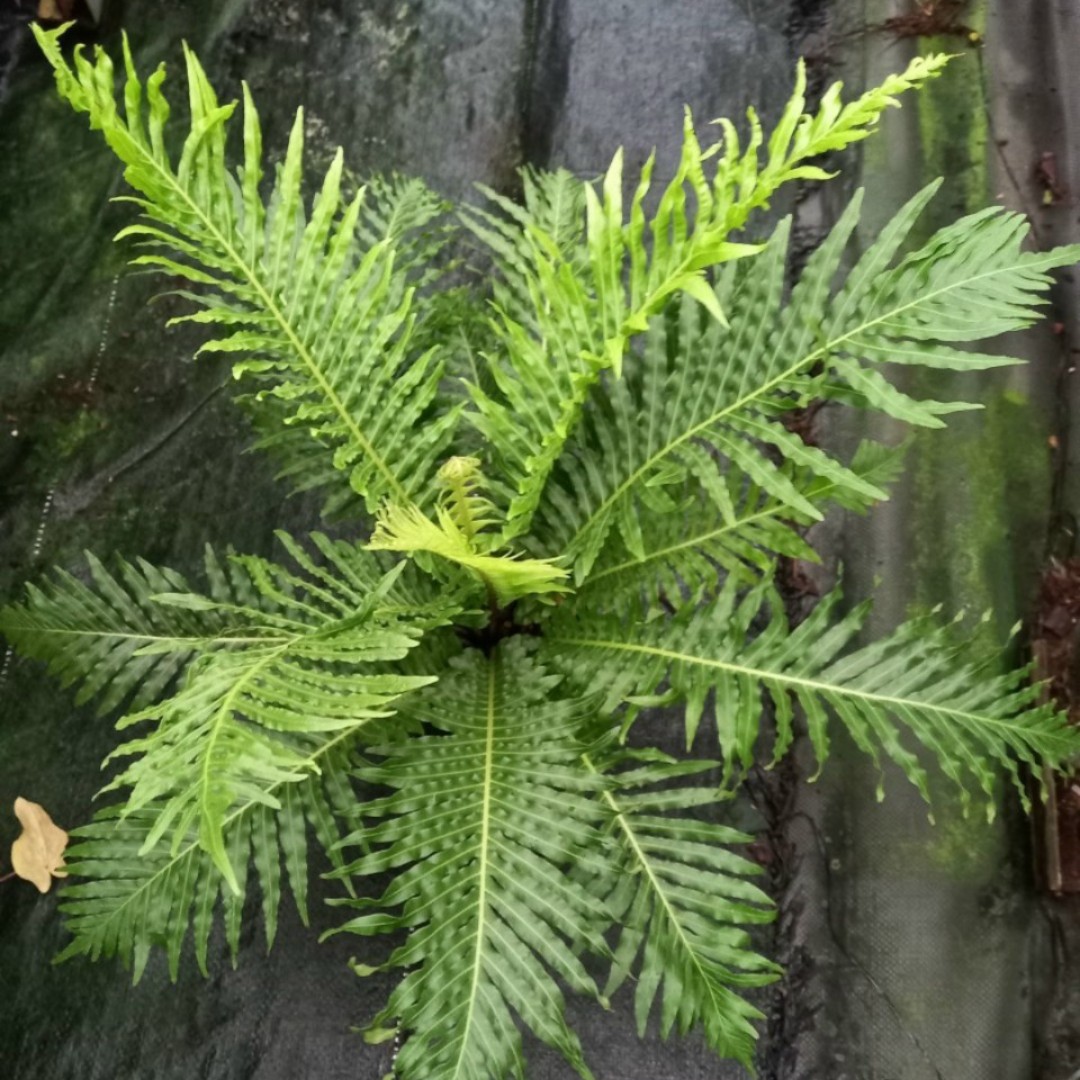 Dương xỉ khổng tước