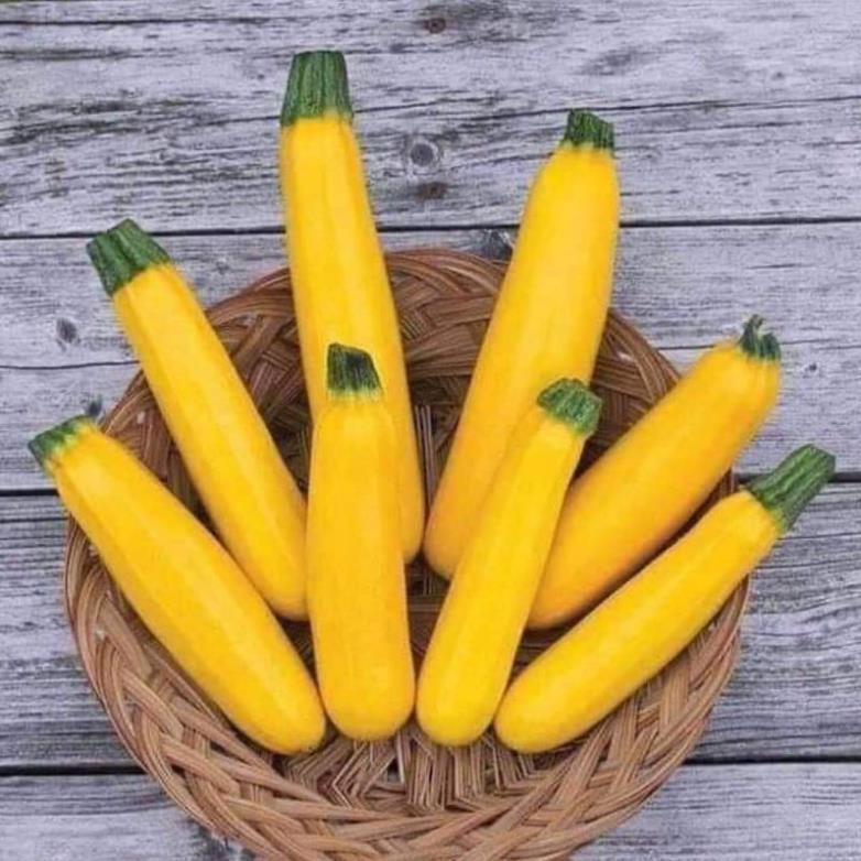 Hạt giống bí ngòi vàng Thái Lan