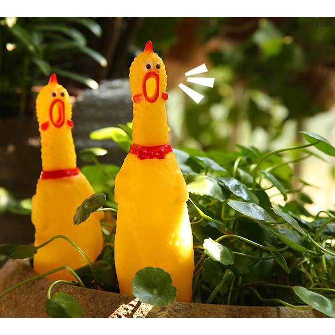Gà Gặm Kêu Tiếng Gà