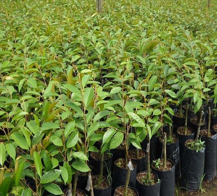 Sầu riêng Monthong