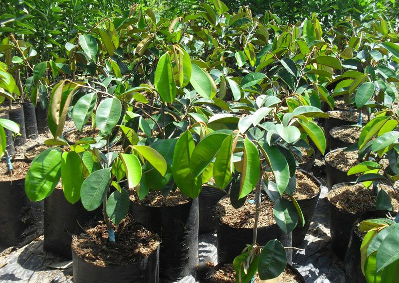 Cây vu sữa lò rèn (cây chiết cho trái sớm)