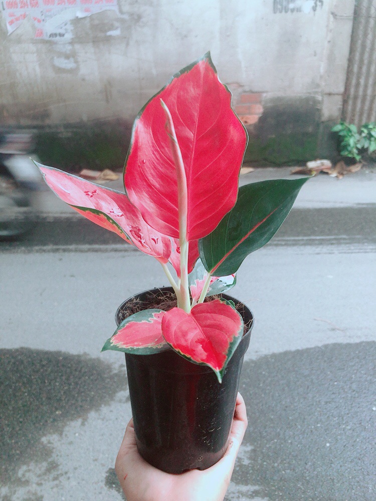 [HCM]Cây Phú Quý Đỏ Giống Đặc Biệt