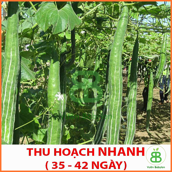 Hạt Giống Mướp Rắn Trái To, Siêu Dài 2Gr
