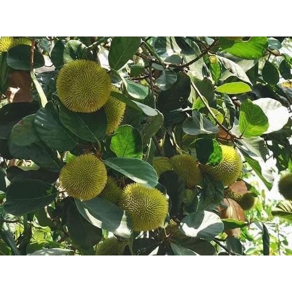 CÂY GIỐNG MÍIT SIÊU NGỌT ẤN ĐỘ