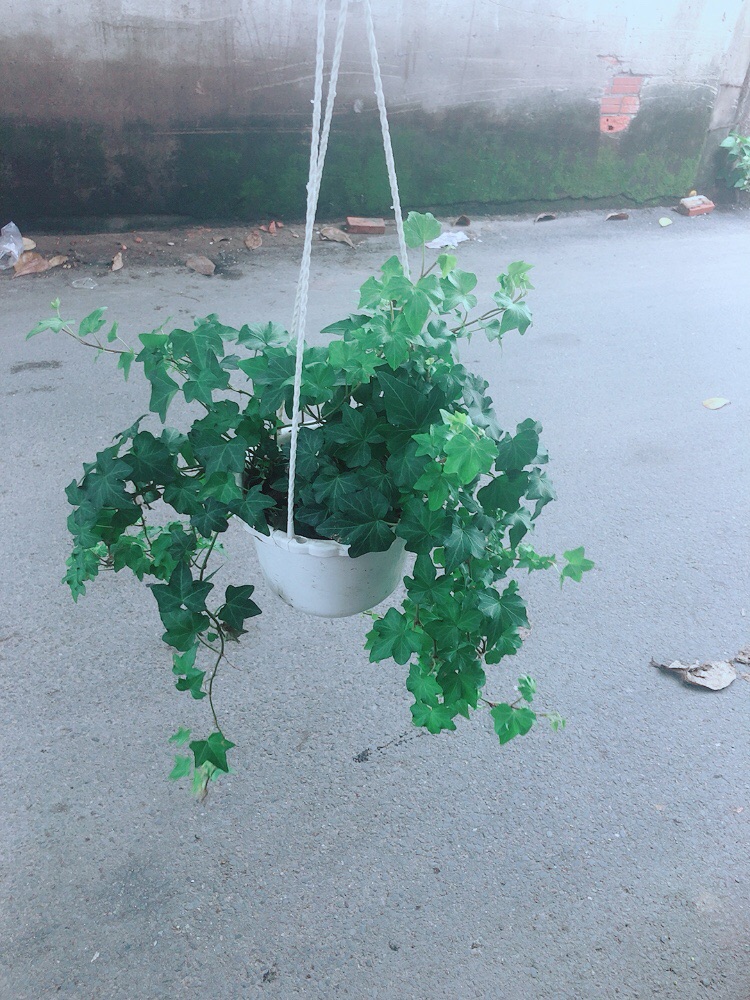 [HCM]Chậu Cây Thường Xuân