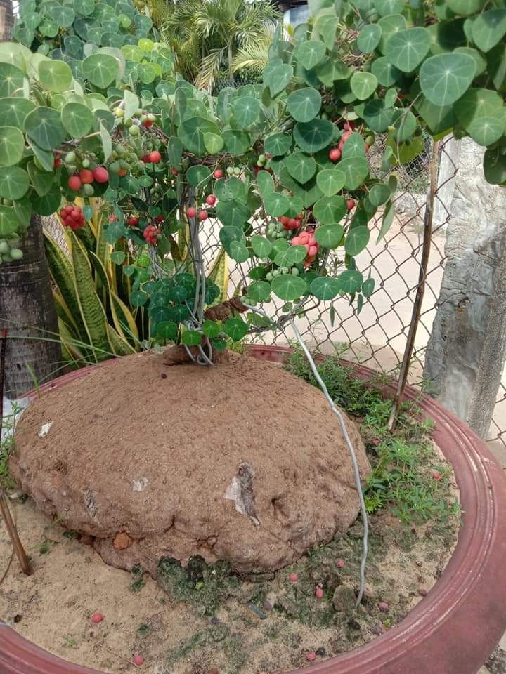 Củ Bình Vôi vừa ĐẸP lại GIÚP NGỦ NGON
