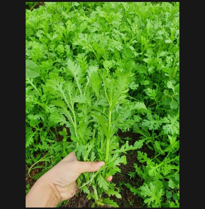( HCM ) Hạt giống rau tần ô ( cải cúc ) 20gram