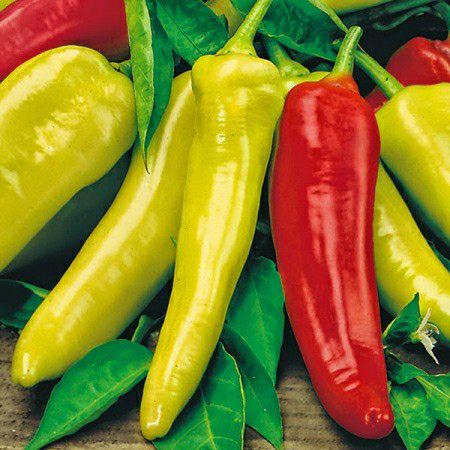 Hạt giống ớt sừng vàng châu phi- gói 0.5gram