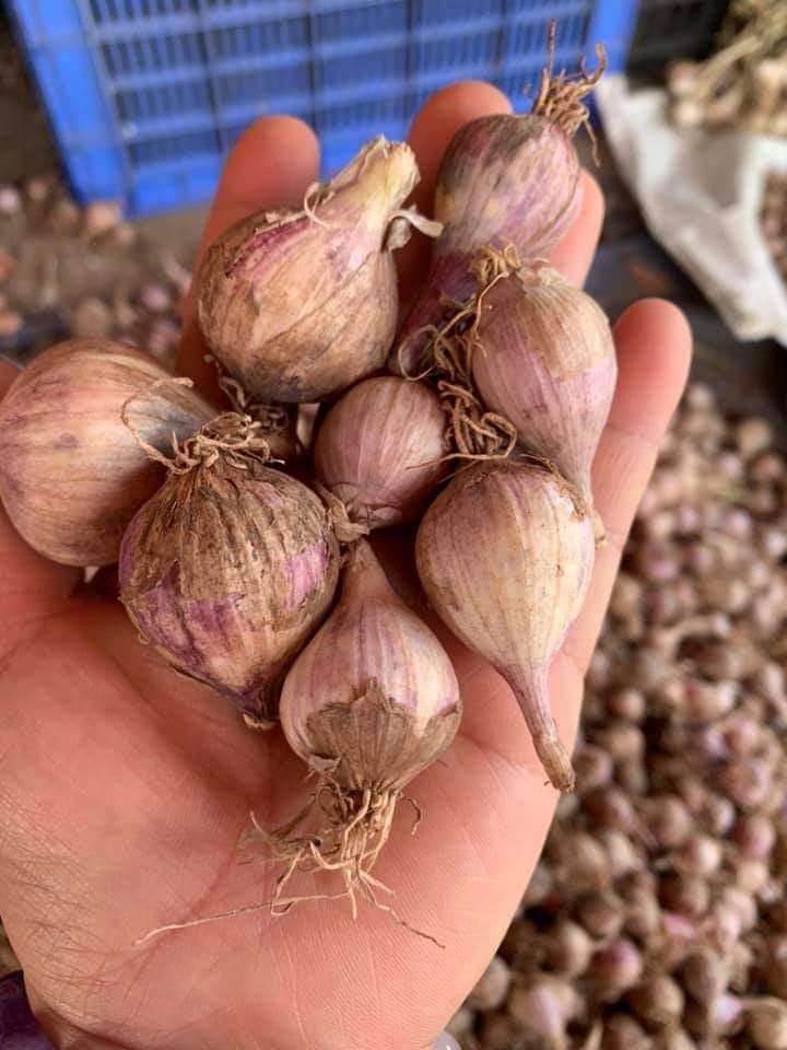 Tỏi cô đơn Sơn La 1kg