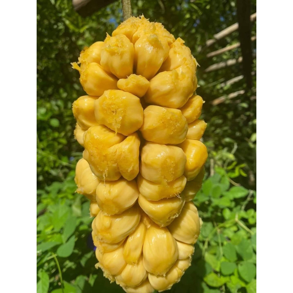 Cây giống mít tố nữa ghép conut_toroto_dl bảo hành