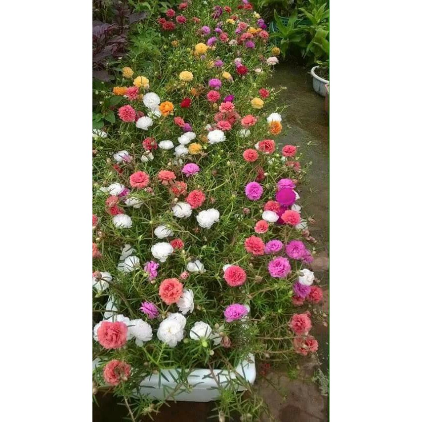 Hạt Giống Hoa Mười Giờ Mỹ Kép Mix