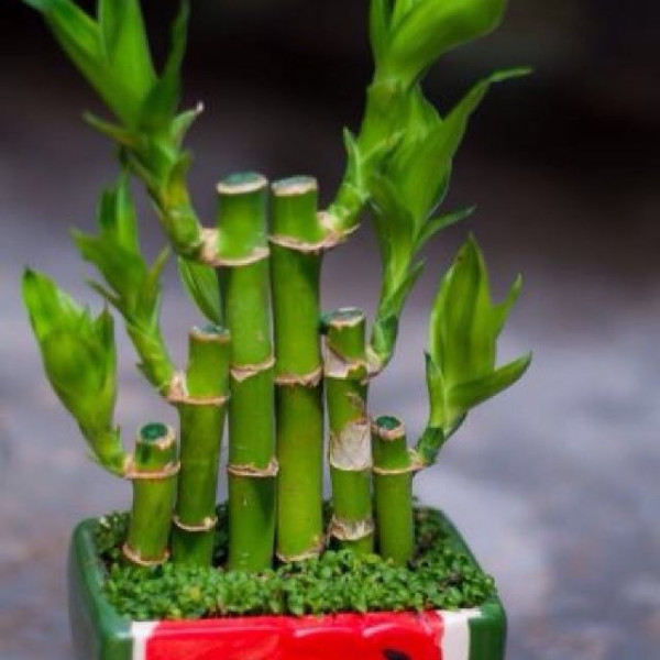 CHẬU CÂY PHÁT LỘC